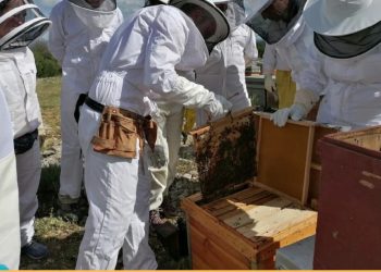 Apicultura: multiplicación de colmenas. 28-29 mayo 2022