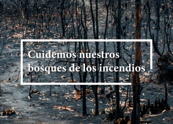 Protejamos nuestros bosques de los incendios