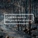Protejamos nuestros bosques de los incendios
