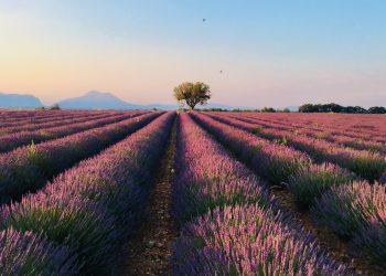 Inscríbete en la VII Edición Universidad de Verano Rincón de Ademuz
