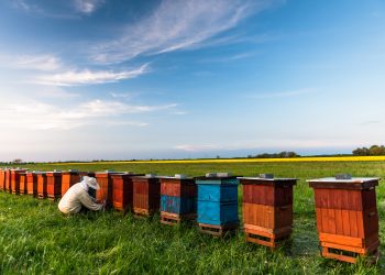 Ayudas de intervención en el sector apícola