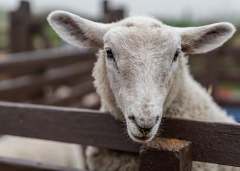 Ayudas a la ganadería ecológica en prácticas extensivas