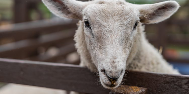 Ayudas a la ganadería ecológica en prácticas extensivas