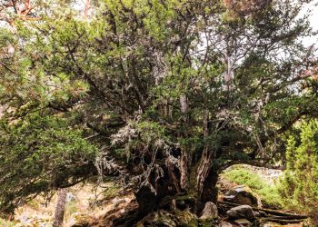 Jornada participativa LIVE TEIXERS en el Rincón de Ademuz por la conservación de los bosques de tejo, 15 de julio