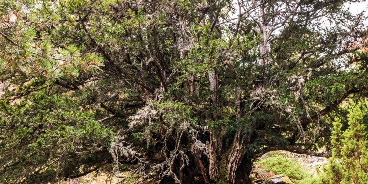 Jornada participativa LIVE TEIXERS en el Rincón de Ademuz por la conservación de los bosques de tejo, 15 de julio