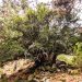 Jornada participativa LIVE TEIXERS en el Rincón de Ademuz por la conservación de los bosques de tejo, 15 de julio