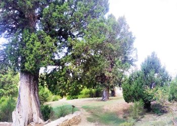 Microrreservas de flora MRF del Rincón de Ademuz