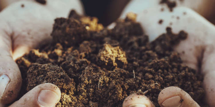 9 de septiembre: Día mundial de la Agricultura