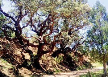 Patrimonio arbóreo monumental del Rincón de Ademuz