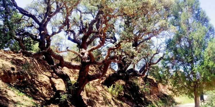 Patrimonio arbóreo monumental del Rincón de Ademuz
