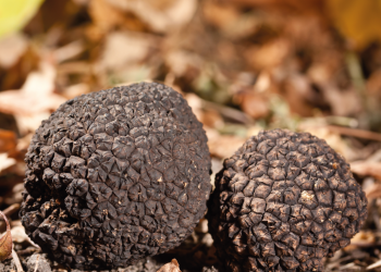 Apúntate al curso “Cultivo y Gestión de la Trufa Negra”, días 23 a 26 de octubre 2023