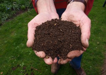 Súper datos sobre… ¡Compost!