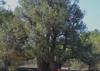 La Sabina de los Responsos candidata a Árbol del año en España. ¡Vota para lograrlo!
