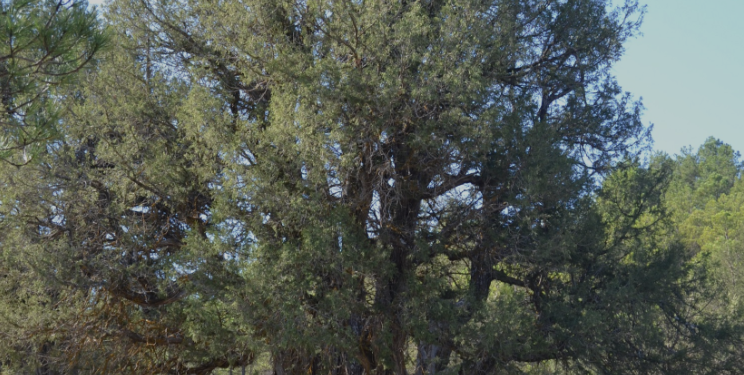 La Sabina de los Responsos candidata a Árbol del año en España. ¡Vota para lograrlo!