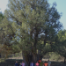 La Sabina de los Responsos candidata a Árbol del año en España. ¡Vota para lograrlo!