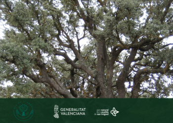 Un árbol, un bosque. El Día del Árbol en el Parque Natural de La Puebla de San Miguel