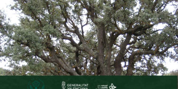 Un árbol, un bosque. El Día del Árbol en el Parque Natural de La Puebla de San Miguel
