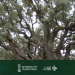 Un árbol, un bosque. El Día del Árbol en el Parque Natural de La Puebla de San Miguel