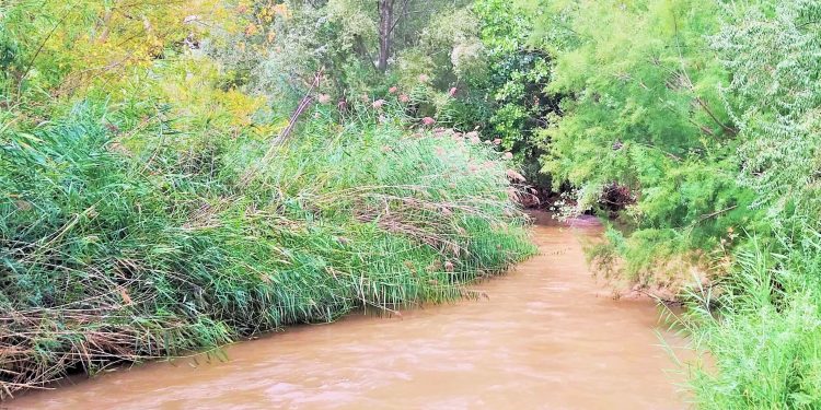 IV BIOMARATÓN DE FLORA “Reserva de la Biosfera del ALTO TURIA”