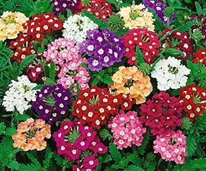 El CRA Ademuz “reverdece sus patios”.