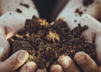 DÍA MUNDIAL DE LA AGRICULTURA