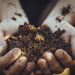 DÍA MUNDIAL DE LA AGRICULTURA